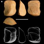 Piedras afiladas por los monos capuchinos utilizados en el experimento