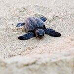 Una tortuga boba recién nacida repta hacia la playa de El Saler, en Valencia