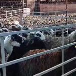 Los animales presentaban numerosas heridas