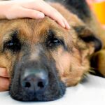 Los expertos advierten de los riesgos de aumento de esta patología por el desplazamiento a otros países de personas con sus mascotas
