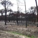 Doñana dos meses después de sufrir el trágico incendio
