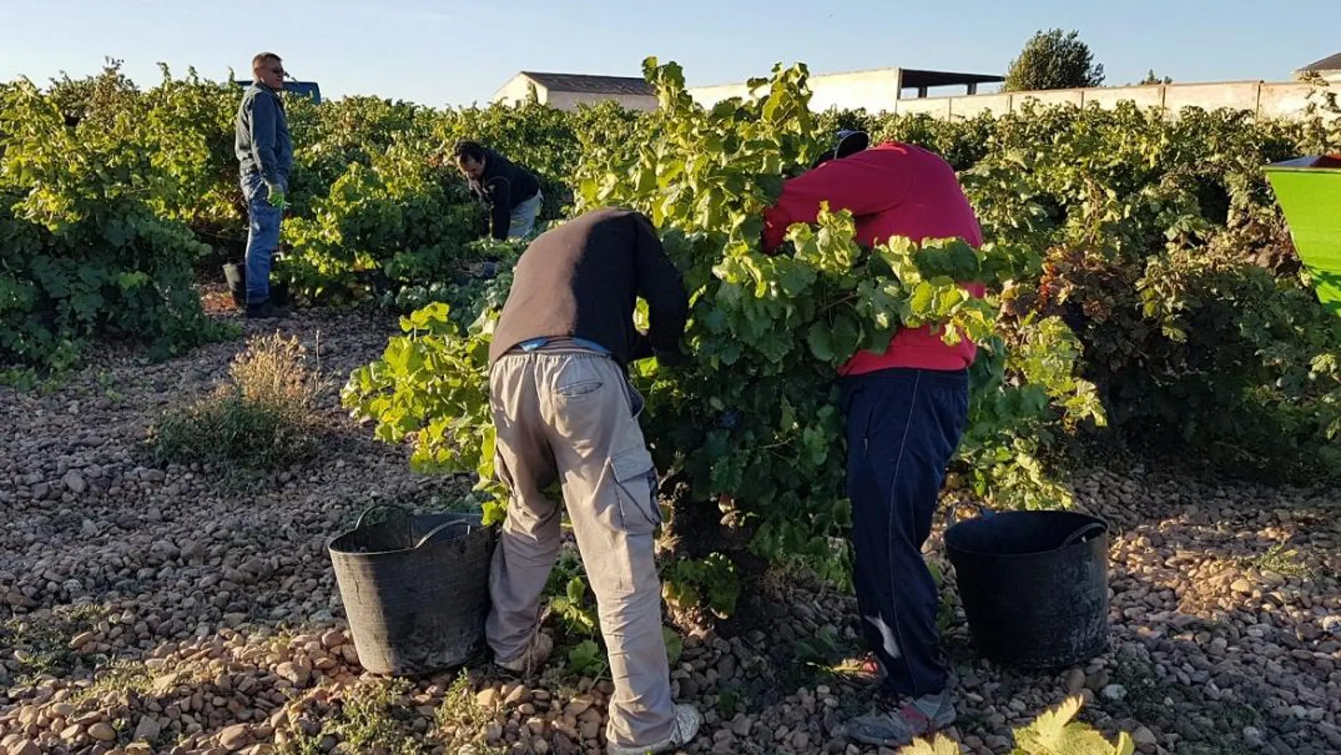 La agricultura, la más golpeada por el paro en julio en la Región de Murcia