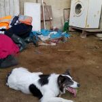 Un perro de la Guardia Civil localiza a una anciana desaparecida en La Coruña