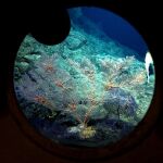 Corales en las costas de Hawaii