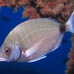 El sargo común (Diplodus sargus) es una de las especies preferidas de la pesca submarina. / David Mandos