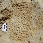 Impresión en la roca de la piel del dinosaurio