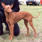 Perro de raza podenca