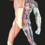 ¿Cuánto valen todas las partes del cuerpo humano?