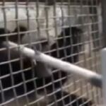 Bao Bao consigue desde su jaula crear arte sobre un lienzo