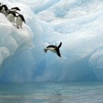 Imagen facilitada este viernes por WWF de pinguinos en la Antartida. La organización ecologista WWF pide crear una gran reserva marina protegida en la Antártida, al considerar que ayudará a mitigar los efectos del cambio climático y conservar la vida en ese continente