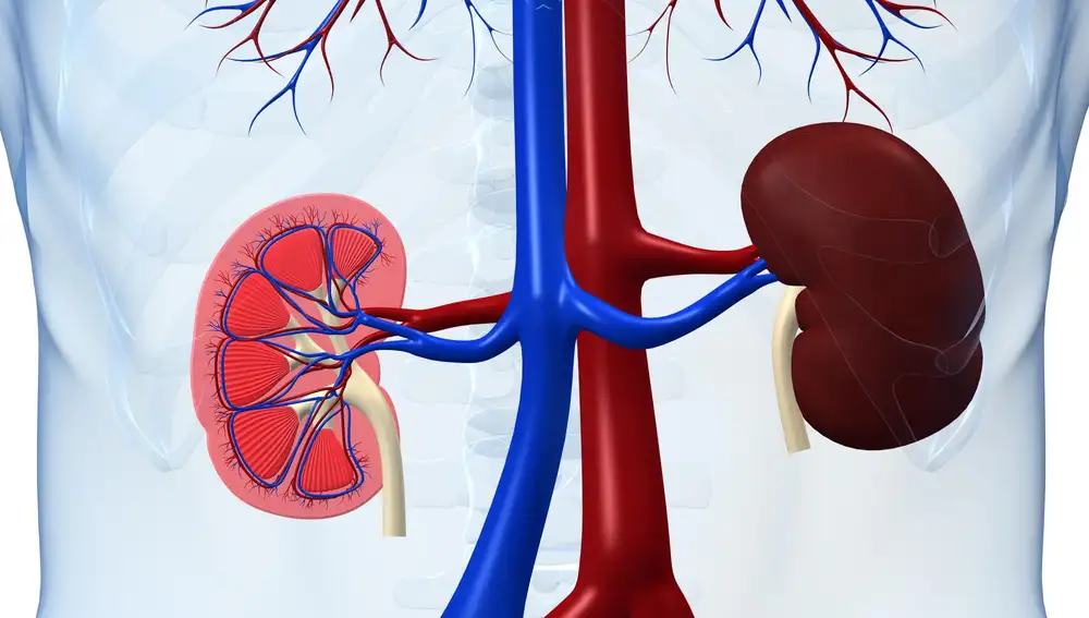 La obesidad, el tabaquismo o la hipertensión son factores de riesgo en la insuficiencia renal crónica | Ilustración de archivo