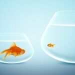 Los peces han evolucionado en las aguas tropicales más lento de lo que se creía / 123rf