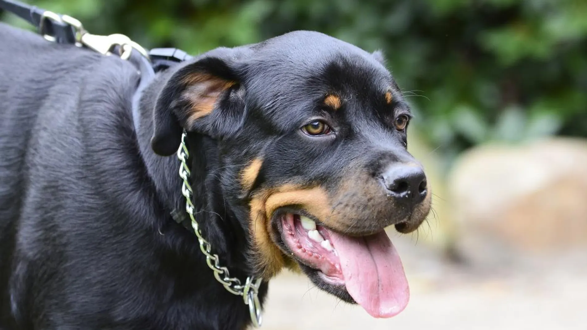 Perro rottweiler