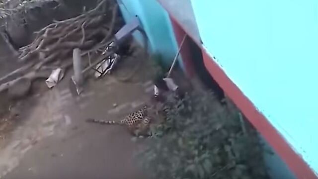 Instante de la pelea entre el anciano y el leopardo en India
