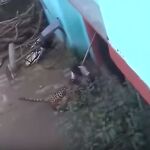 Instante de la pelea entre el anciano y el leopardo en India