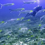 El sonido es fundamental para muchas especies de peces