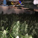 El cultivo de la droga se realizaba en 15 plantaciones, localizadas en ocho provincias, que se acondicionaban en naves industriales y viviendas de lujo.