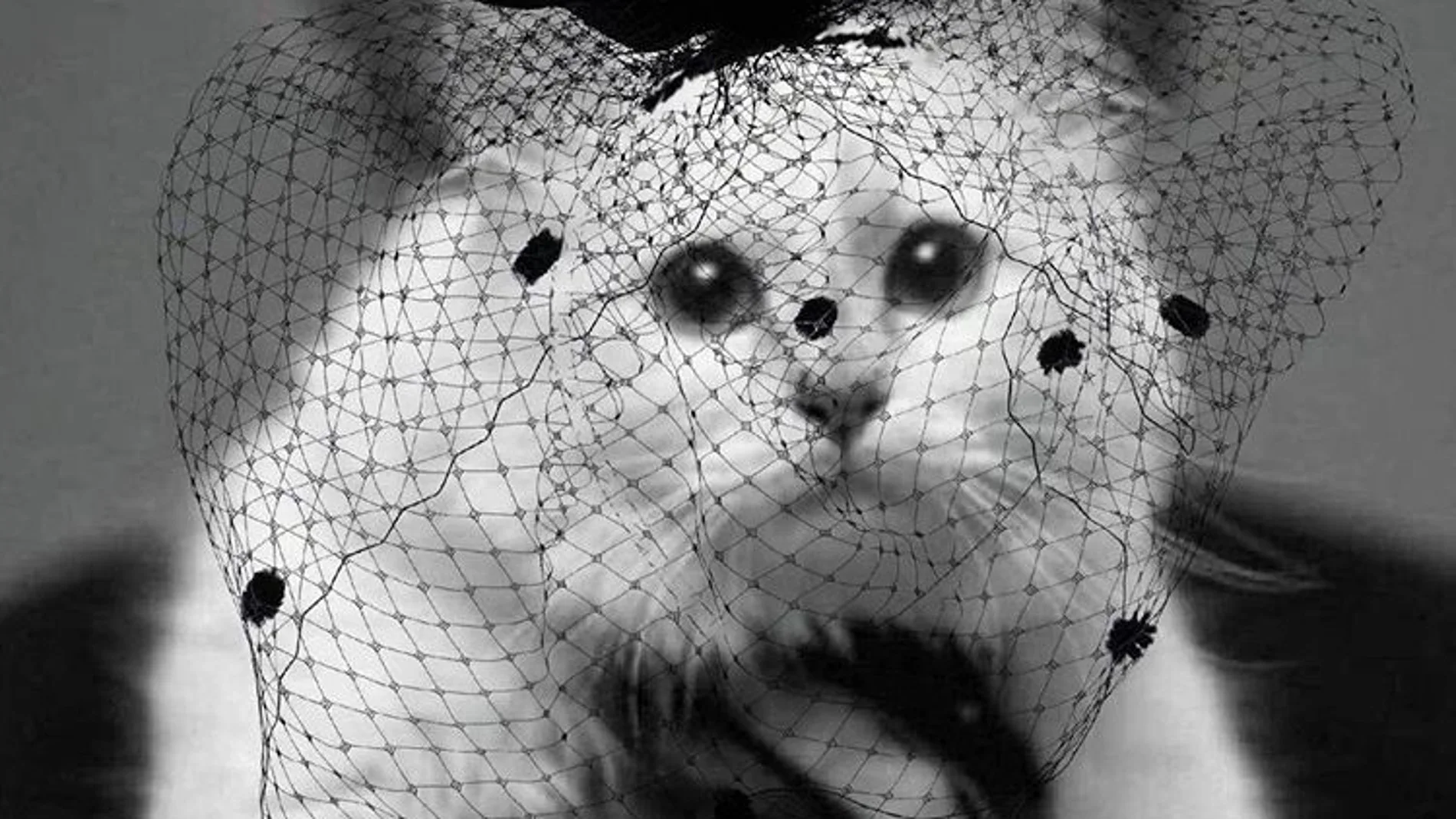 La viuda de Lagerfeld. El diseñador afirmaba que la gata producía alrededor de 3 millones de dólares al año, gracias a las campañas de publicidad que ha protagonizado