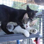 Gatos en un centro para animales abandonados
