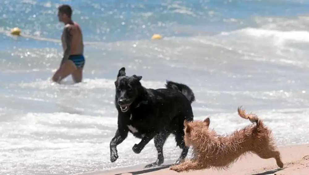 Ubicada en la playa del Llevant, por ella han pasado más de 13.000 perros