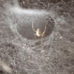 Va al médico por un dolor de oído y hallan una araña que tejía su tela en su interior