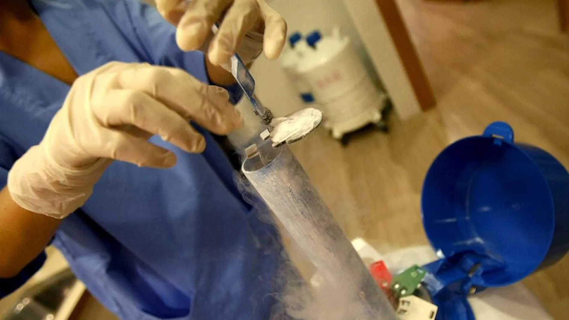 La investigación se basa en el análisis de un total de 16 ovocitos