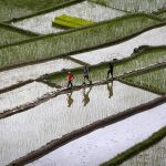 Una plantación de arroz en Filipinas / Efe