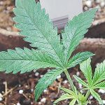 El consumo de cannabis en EE UU subió un 43% entre 2007 y 2015 | AP Photo