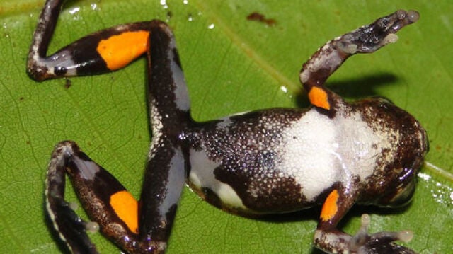 Las manchas naranjas de la nueva rana Dendropsophus kubricki