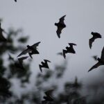 Fotografía cedida por la Secretaría de Medio Ambiente y Recursos Naturales (Semarnat), este jueves 8 de diciembre de 2016, que muestra una especie de murciélago polinizador del agave. Autoridades mexicanas presentaron un caso de éxito sobre la integración de la biodiversidad en el sector productivo que muestra la recuperación de un tipo de murciélago como polinizador de los agaves de los que se obtiene el tequila