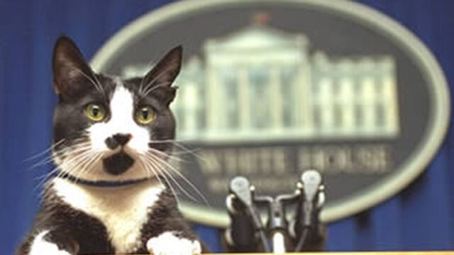 Socks, la mascota de la familia Clinton, en la sala de prensa de la Casa Blanca