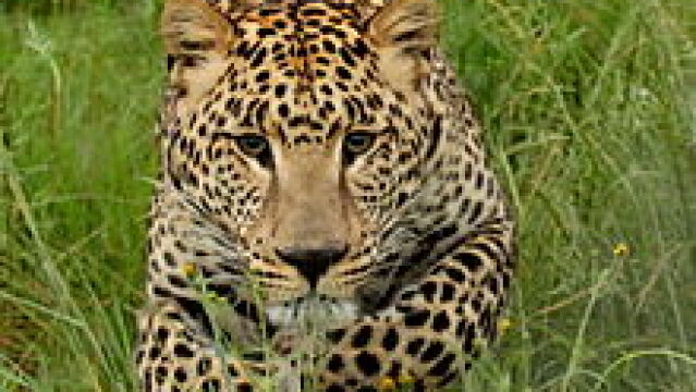El Parque Nacional Reina Isabel es una de las atracciones turísticas más populares de Uganda