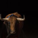 Imagen de archivo de un toro de Jandilla
