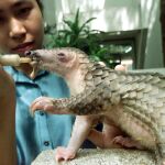 Un ejemplar de pangolín, una de las especies más amenazadas, atendido en un centro de protección