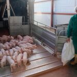 Explotación ganadera en la localidad segoviana de Bernuy de Coca