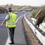 Un buitre leonado se posa sobre la mediana de la autovía 