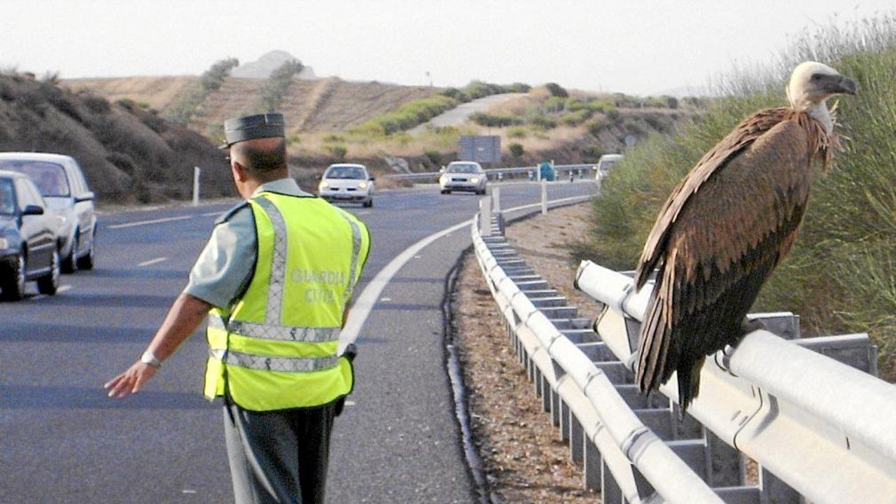 Localizan un buitre leonado en la mediana de la Autovía A-2 en Medinaceli (Soria)
