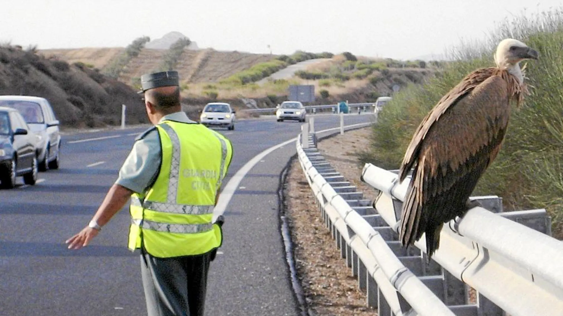 Un buitre leonado se posa sobre la mediana de la autovía