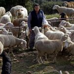 Los ganaderos abulenses están muy preocupados por el aumento de ataques de lobos