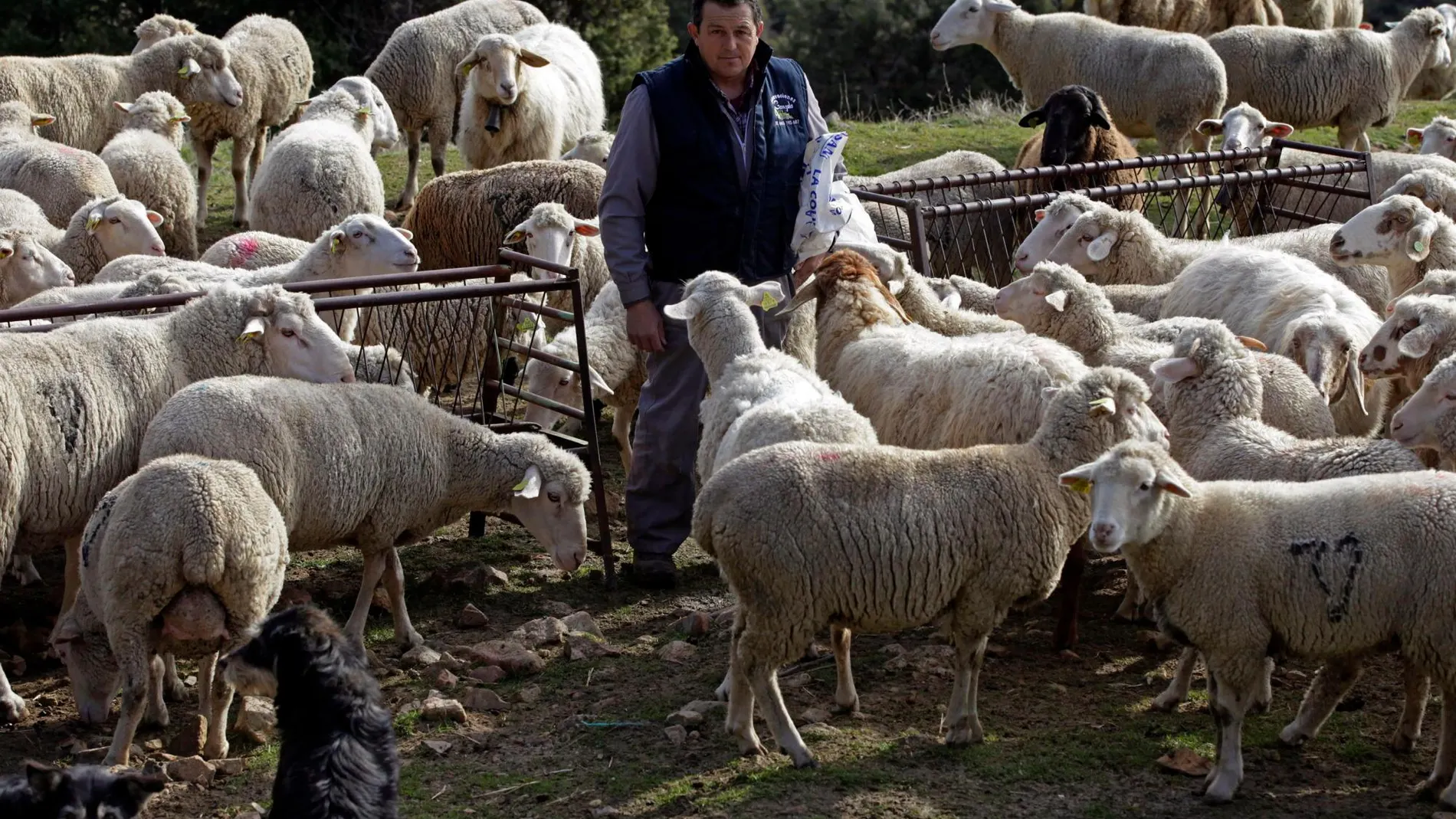 Los ganaderos abulenses están muy preocupados por el aumento de ataques de lobos