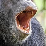 Los monos también se constipan