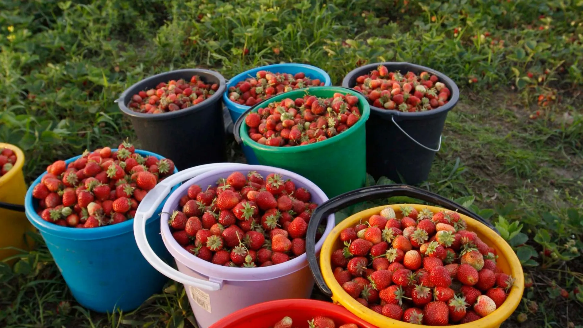 Un grupo de temporeras recogen fresas en una plantación de Huelva