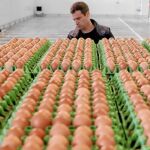 Los huevos ecológicos y camperos cada vez se consumen más, pero siguen siendo bastante minoritarios