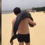 Buscan a un turista que se llevó a un delfín al hombro en una playa de China