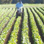 Un agricultor murciano trabaja en el campo de cultivo.