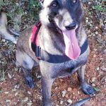 Perros al servicio del medio ambiente