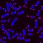 Cromosomas de células cancerígenas con sus telómeros marcados en azul/EPFL