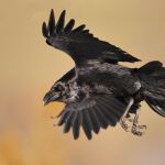 Un cuervo en pleno vuelo, fotografiado en los Pirineos