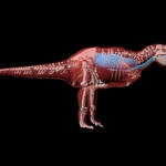 Tyrannosaurus rex