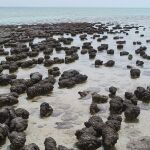 Un detalle de la bahía Shark Bay